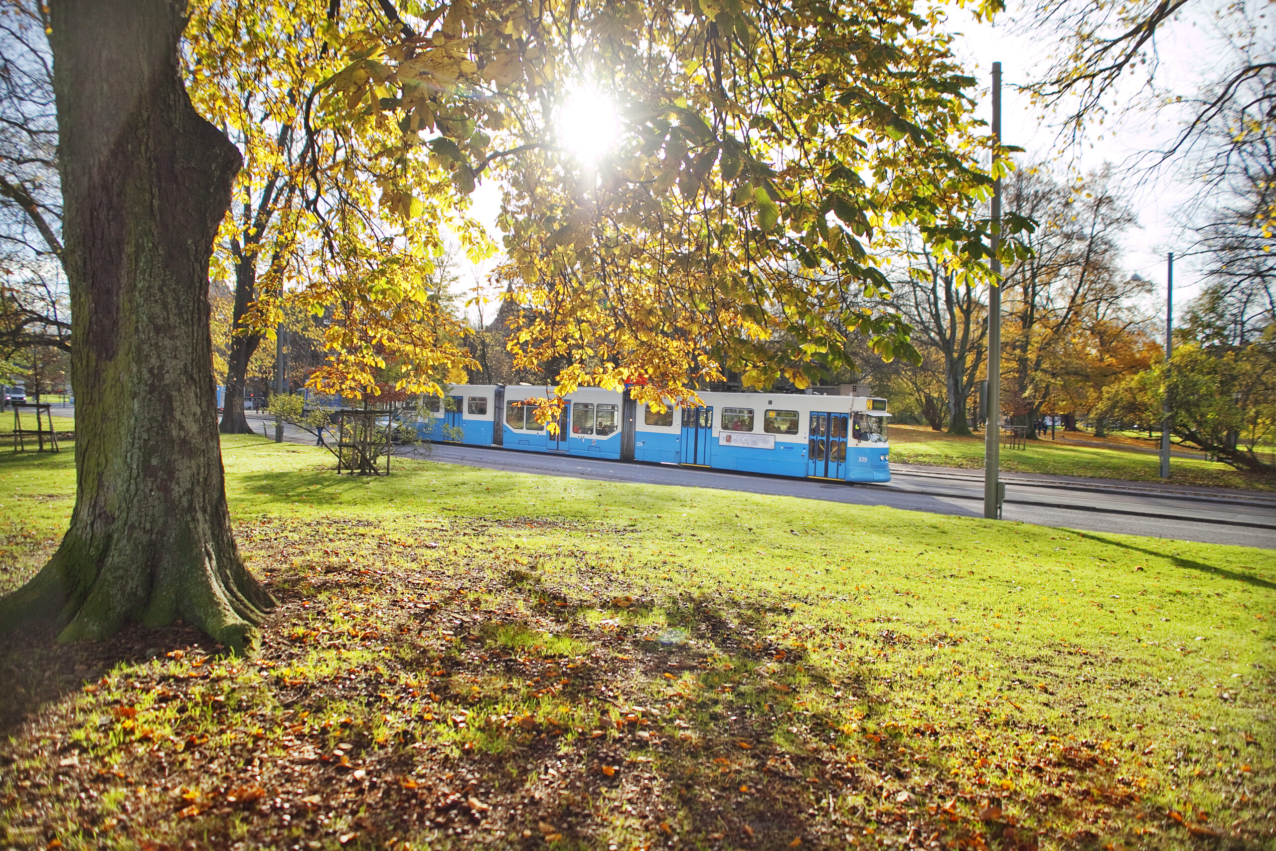 en blå och vit spårvagn kör förbi en park. det är en solig höstdag och träden har gula, röda och bruna löv.